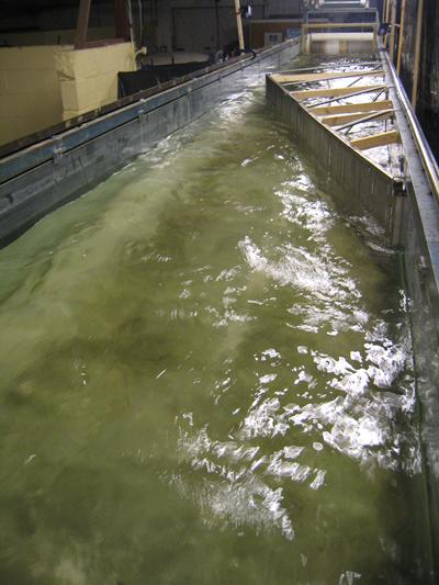 ICER flume